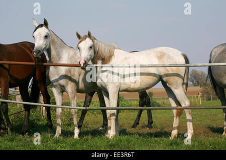 Les poulains de race de Nice à la porte de corral. Les jeunes chevaux arabes pur-sang debout à la porte de corral summertime Terres agricoles Banque D'Images