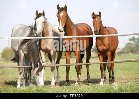 Les poulains de race de Nice à la porte de corral. Les jeunes chevaux arabes pur-sang debout à la porte de corral summertime Terres agricoles Banque D'Images