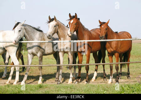 Les poulains de race de Nice à la porte de corral. Les jeunes chevaux arabes pur-sang debout à la porte de corral summertime Terres agricoles Banque D'Images