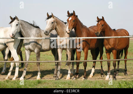 Les poulains de race de Nice à la porte de corral. Les jeunes chevaux arabes pur-sang debout à la porte de corral summertime Terres agricoles Banque D'Images