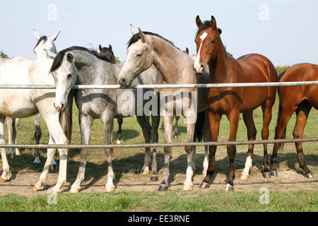Juments pur-sang Nice à la porte de corral. Les jeunes chevaux arabes pur-sang debout à la porte de corral summertime Terres agricoles Banque D'Images