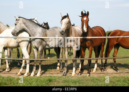 Juments pur-sang Nice à la porte de corral. Les jeunes chevaux arabes pur-sang debout à la porte de corral summertime Terres agricoles Banque D'Images
