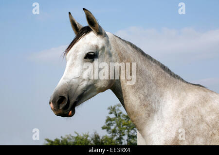 Portrait d'un beau gris cheval arabe. Close up d'un cheval arabe gris en été paddock Banque D'Images