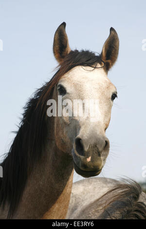 Portrait d'un beau gris cheval arabe. Close up d'un cheval arabe gris en été paddock Banque D'Images