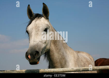 Portrait d'un beau gris cheval arabe. Close up d'un cheval arabe gris en été paddock Banque D'Images