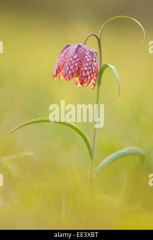 La jonquille à damier [Fritillaria meleagris] fleur d'échecs Schachblume Allemagne Banque D'Images