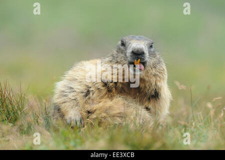 Marmotte alpine [Marmota marmota], Hohe Tauern, l'Autriche, Alpes Banque D'Images