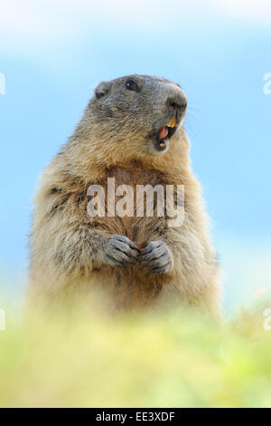 Marmotte alpine [Marmota marmota], Hohe Tauern, l'Autriche, Alpes Banque D'Images