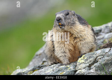 Marmotte alpine [Marmota marmota], Hohe Tauern, l'Autriche, Alpes Banque D'Images