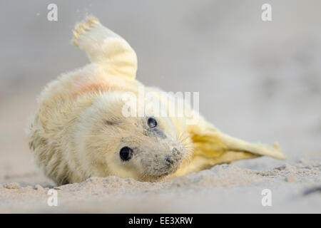 Les jeunes phoques gris (Halichoerus grypus] kegelrobbe, Allemagne, mer du Nord Banque D'Images