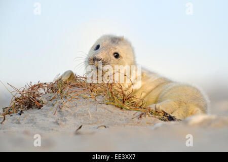 Les jeunes phoques gris (Halichoerus grypus] kegelrobbe, Allemagne, mer du Nord Banque D'Images