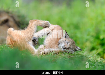 Les jeunes lynx eurasien, Luchs, Allemagne Banque D'Images