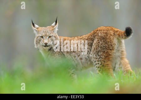 Les jeunes lynx eurasien, Luchs, Allemagne Banque D'Images