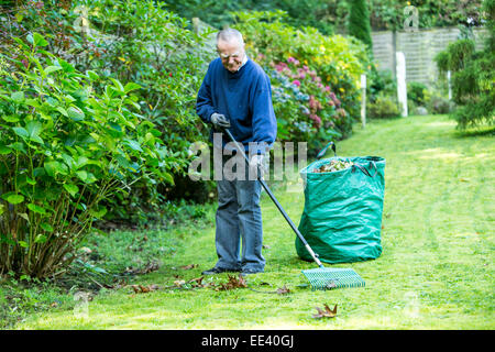 Les hommes âgés, Senior, Mi 70, travaillant dans le jardin, Banque D'Images