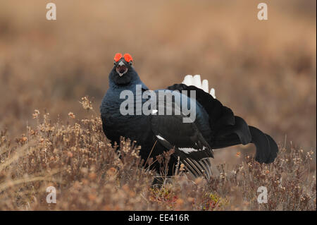 [Blackgame Lyrurus tetrix, syn. : Tetrao tetrix], Texel, Pays-Bas Banque D'Images