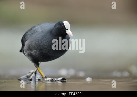 (Eurasie) foulque noire [Fulica atra], blaesshuhn, Allemagne Banque D'Images