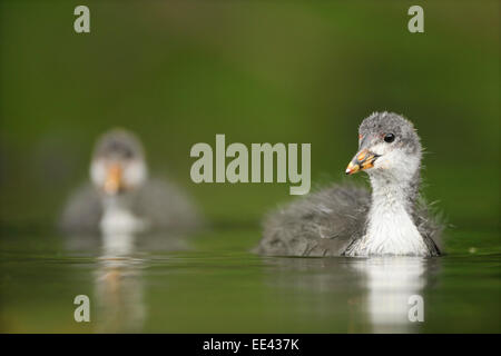 (Eurasie) foulque noire [Fulica atra], blaesshuhn, Allemagne, les jeunes Banque D'Images