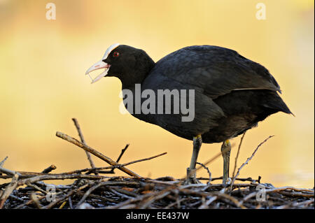 (Eurasie) foulque noire [Fulica atra], blaesshuhn, Allemagne Banque D'Images