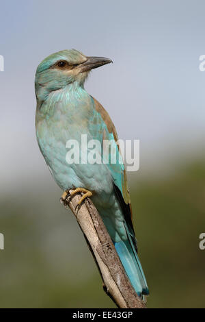 (Europe) [Coracias garrulus] Banque D'Images