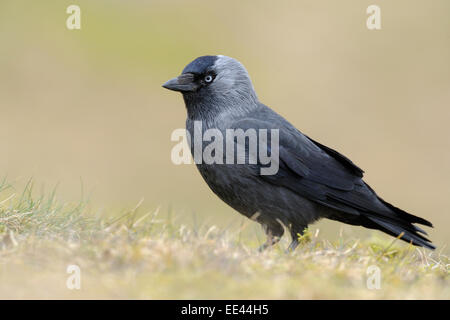 Choucas [Corvus monedula] Dohle,, Allemagne Banque D'Images
