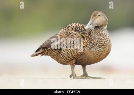 (Commun) Eider à duvet (Somateria mollissima) [canard], Eiderente, Allemagne Banque D'Images