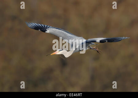 Héron cendré Ardea cinerea] [Graureiher, Allemagne Banque D'Images