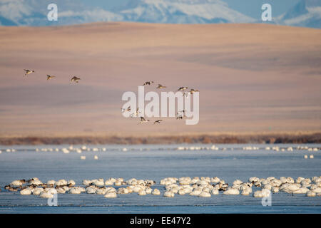 Des neiges et les canards pilets durant la migration de printemps au Montana Banque D'Images