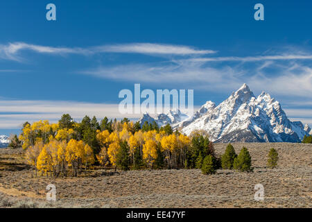 Groupe cathédrale avec tremble en premier plan au cours de l'automne dans le Grand Teton National Park Banque D'Images