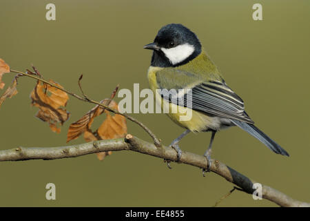 Grande mésange bicolore, Kohlmeise, Allemagne Banque D'Images