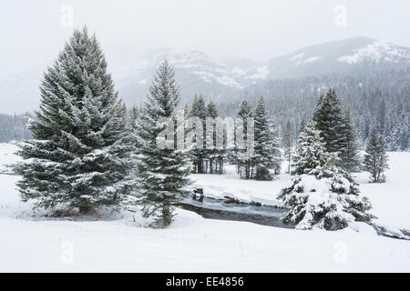 Soda Butte Creek dans le Parc National de Yellowstone durant l'hiver Banque D'Images