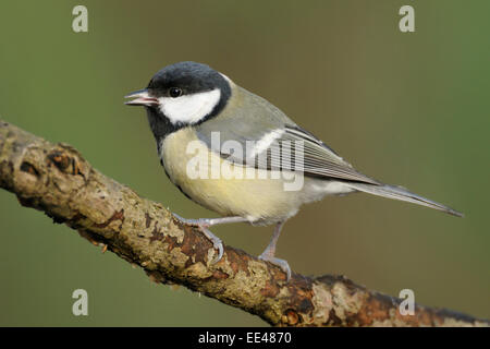 Grande mésange bicolore, Kohlmeise, Allemagne Banque D'Images