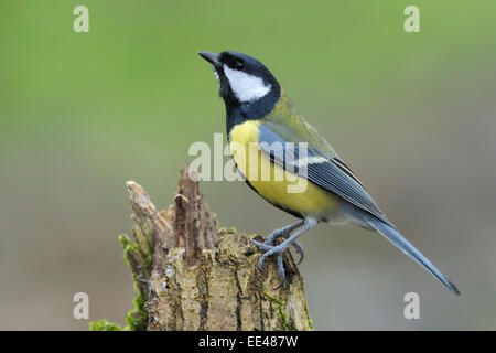 Grande mésange bicolore, Kohlmeise, Allemagne Banque D'Images