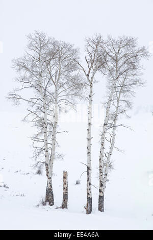 Arbres Aspen pendant l'hiver dans le parc national de Yellowstone Banque D'Images