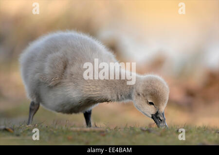 Black Swan [Cygnus atratus] Trauerschwan Banque D'Images