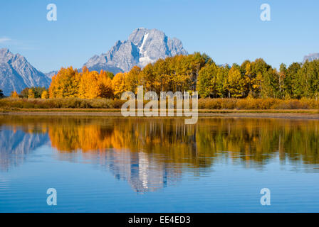 Snowy Tetons et trembles en couleurs d'automne Banque D'Images