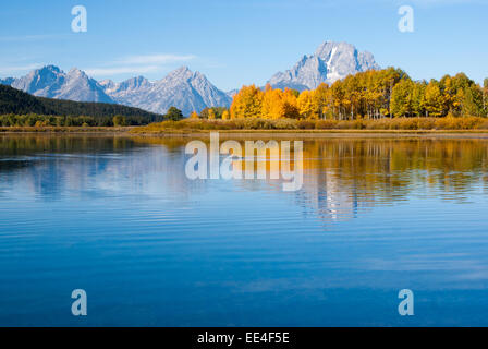 L'orignal à l'automne couleurs de grand tetons lake Banque D'Images