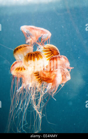 Les petites méduses nager dans l'aquarium de Berlin Banque D'Images