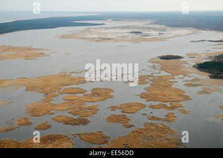 Le parc naturel du lac Engure : mosaïque de roseaux Banque D'Images