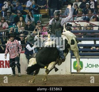 Denver, Colorado, États-Unis. 13 Jan, 2015. Pro Bull Rider NEIL HOLMES de Houston, TX rides Bull Nuits d'été au cours de la deuxième journée de l'obtenteur pendant la Chute-Out National Western Stock Show mardi soir au Denver Coliseum. Sur toutes les finales pour la championne de l'événement aura lieu mercredi soir. Credit : Hector Acevedo/ZUMA/Alamy Fil Live News Banque D'Images