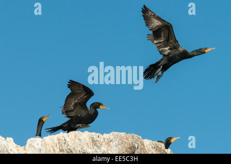 Troupeau de Cormoran à aigrettes au littoral, le lac des Bois, Ontario, Canada Banque D'Images