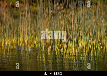 Roseaux dans un lac, le lac des Bois, Ontario, Canada Banque D'Images