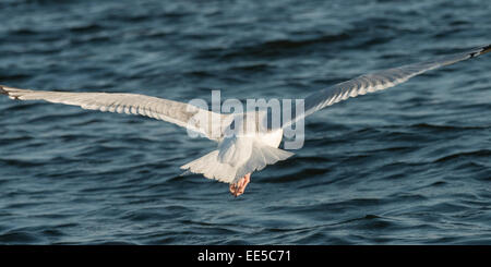 Mouette survolant un lac, Kenora, lac des Bois, Ontario, Canada Banque D'Images