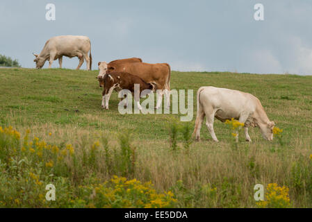 Le pâturage du bétail domestique dans un champ, North Wiltshire, Prince Edward Island, Canada Banque D'Images