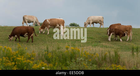 Le pâturage du bétail domestique dans un champ, North Wiltshire, Prince Edward Island, Canada Banque D'Images