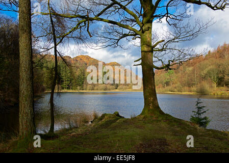 Yew Tree Tarn, près de Coniston, Parc National de Lake District, Cumbria, Angleterre, Royaume-Uni Banque D'Images