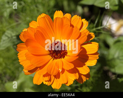 Calendula officinalis Ringelblume, () Ringelblumen Bluete Banque D'Images