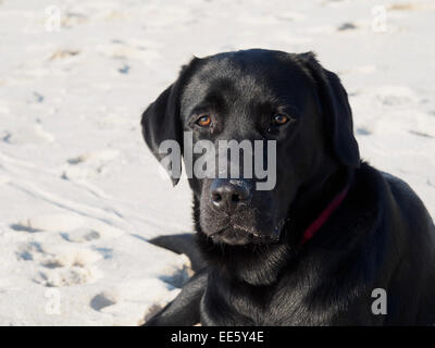 Chien Labrador noir couché sur la plage avec du sable sur son nez et museau Banque D'Images