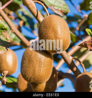 Premier étage de deux kiwi fruits sur l'arbre Banque D'Images