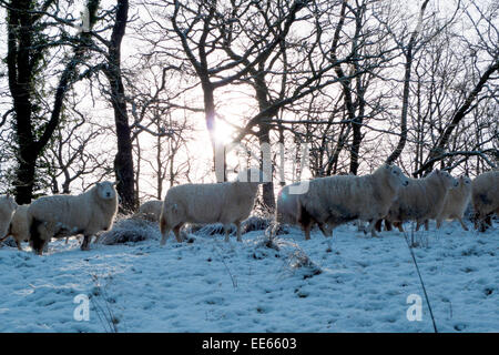 Carmarthenshire, pays de Galles, Royaume-Uni. 14th janvier 2015. Météo au Royaume-Uni. La chute de neige pendant la nuit dans le Carmarthenshire est accueillie par temps froid et le soleil tandis que les moutons se tiennent dans la lumière du matin dans l'ouest du pays de Galles du Royaume-Uni. Kathy DeWitt/AlamyLiveNews Banque D'Images