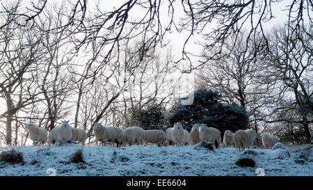 Carmarthenshire, pays de Galles, Royaume-Uni. 14th janvier 2015. Météo au Royaume-Uni. La chute de neige pendant la nuit dans le Carmarthenshire est accueillie par temps froid et le soleil tandis que les moutons se tiennent dans la lumière du matin dans l'ouest du pays de Galles du Royaume-Uni. Kathy DeWitt/AlamyLiveNews Banque D'Images